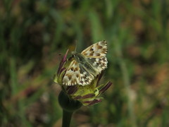 Muschampia lavatherae