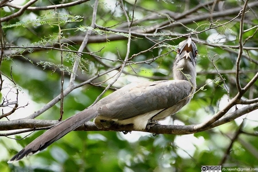 Indian Grey Hornbill (Ocyceros birostris)