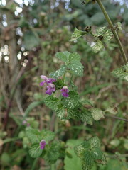 Ballota nigra