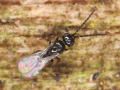 Ceraphronoidea