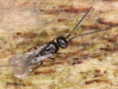 Ceraphronoidea
