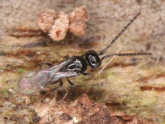 Ceraphronoidea
