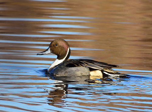 Canard pilet