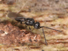 Ceraphronoidea