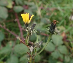 Picris hieracioides