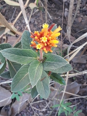 Palicourea officinalis