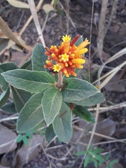 Palicourea officinalis
