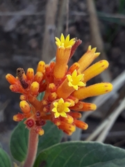 Palicourea officinalis