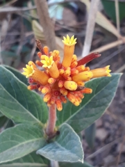 Palicourea officinalis