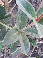 Palicourea officinalis