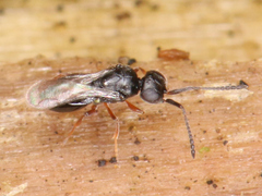 Ceraphronoidea