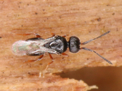 Ceraphronoidea