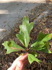 Quercus austrina