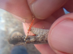 Spharagemon cristatum