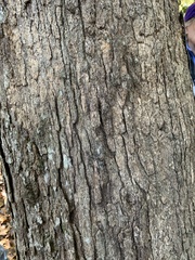Quercus austrina