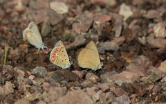 Polyommatus thersites
