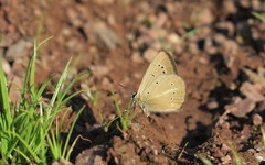Polyommatus ripartii