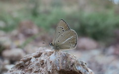Polyommatus ripartii