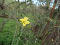 Diplotaxis tenuifolia