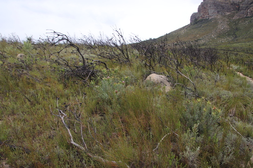 Image of Leucadendron daphnoides by (c) Tony Rebelo, some rights reserved (CC BY-SA)