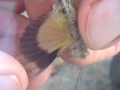 Spharagemon cristatum