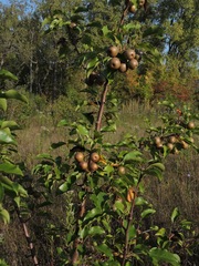 Pyrus pyrifolia