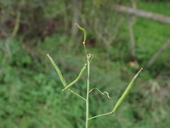 Diplotaxis tenuifolia