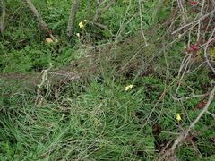 Diplotaxis tenuifolia