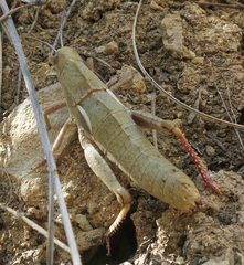 Eumigus punctatus templadoi