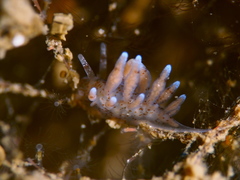 Eubranchus rupium