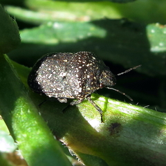 Psacasta exanthematica