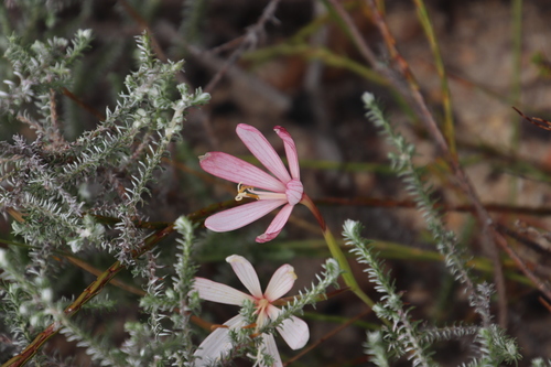 Image of Geissorhiza exscapa by (c) Tony Rebelo, some rights reserved (CC BY-SA)