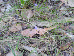 Wahlenbergia stricta stricta