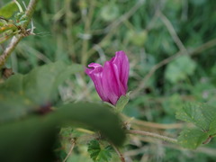 Malva sylvestris