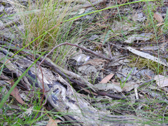 Wahlenbergia stricta stricta