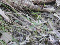 Wahlenbergia stricta stricta