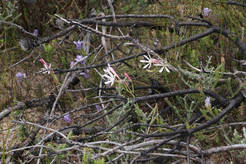 Image of Geissorhiza exscapa by (c) Tony Rebelo, some rights reserved (CC BY-SA)