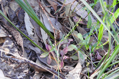 Wahlenbergia stricta stricta