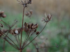 Foeniculum vulgare