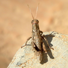 Acinipe