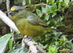 Euphonia mesochrysa