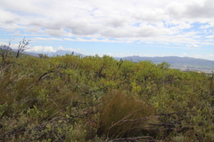 Microhodotermes viator