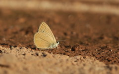 Polyommatus aroaniensis