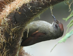 Cranioleuca curtata