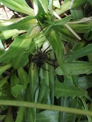 Diapontia