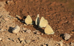 Polyommatus aroaniensis
