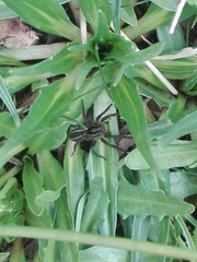 Diapontia