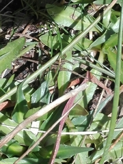 Diapontia