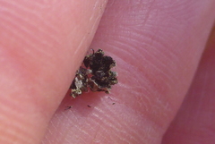 Phaeophyscia hirsuta