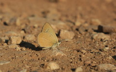 Polyommatus aroaniensis